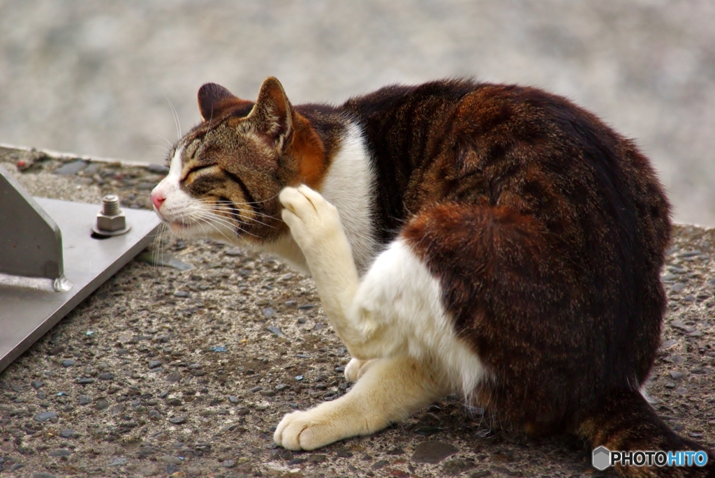 河川敷の・・・かいかいかい