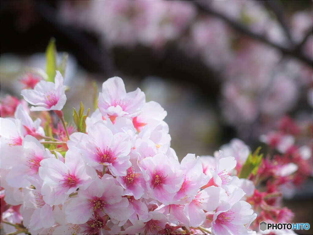 Cherry tree of the last