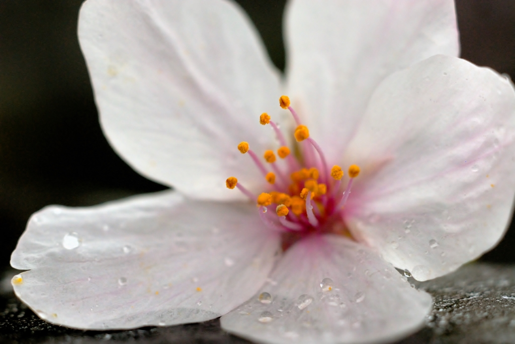 冷たい雨
