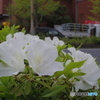 働く車とツツジ・・・white‐version