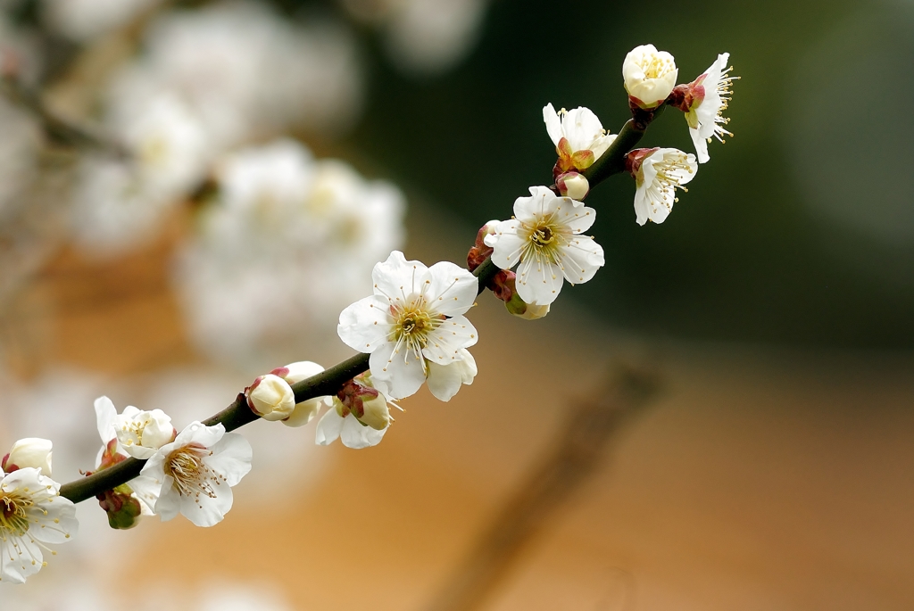 Full bloom