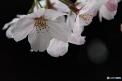 境内の桜 (2)