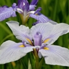 紫菖蒲