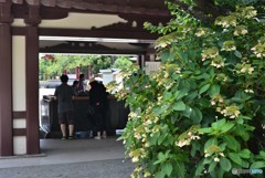15日の平間寺の手水舎