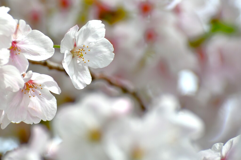 Oh！Beautiful cherry tree