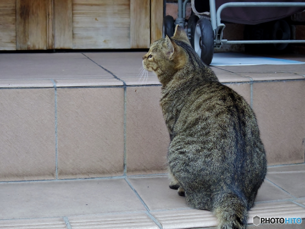 ねこ背