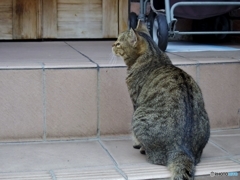 ねこ背