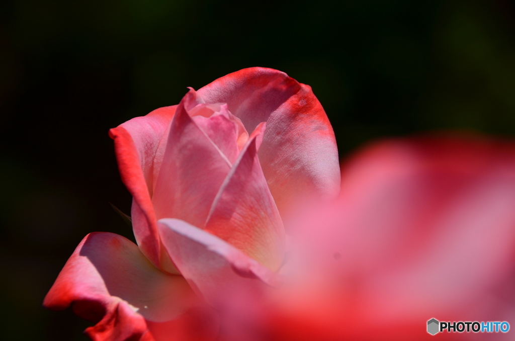 薔薇の三連星・・・みつ星