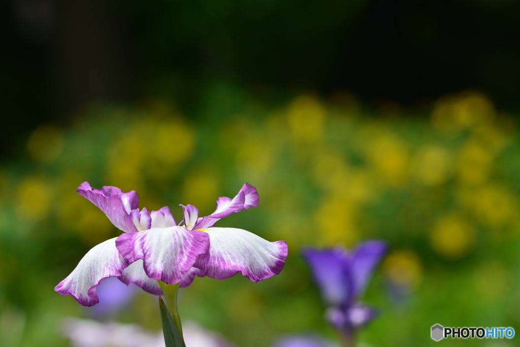 花菖蒲