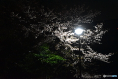 夜の公園