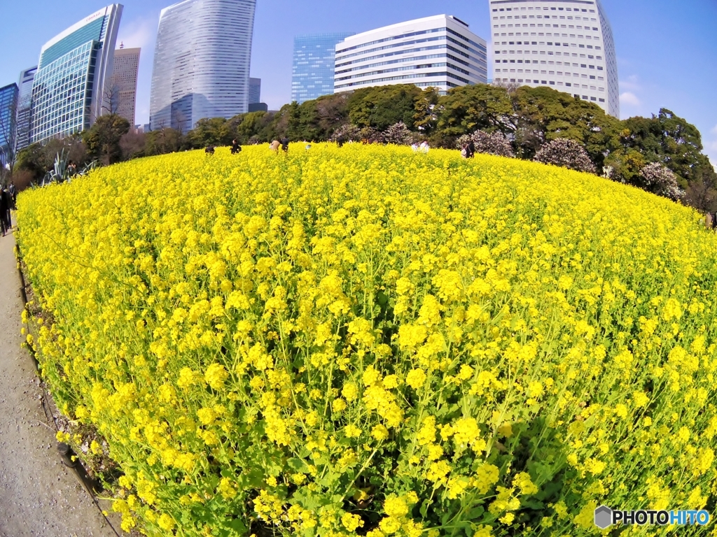 菜の花