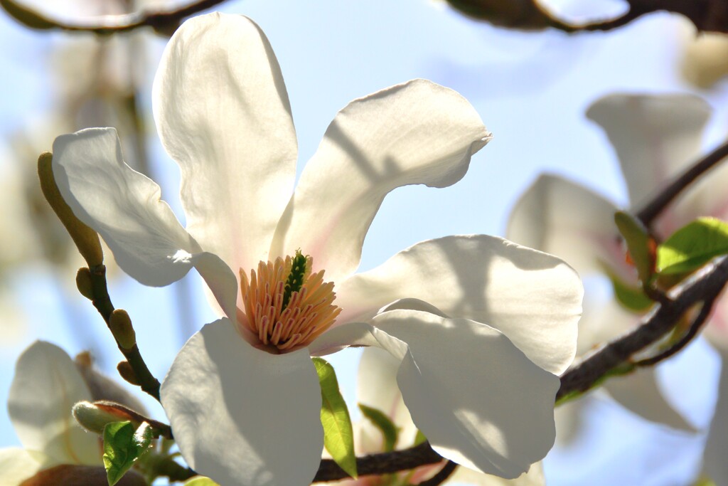 magnolia