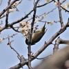 白梅にメジロ