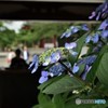あじさいと手水舎