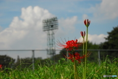 青空・・・と赤とみどり