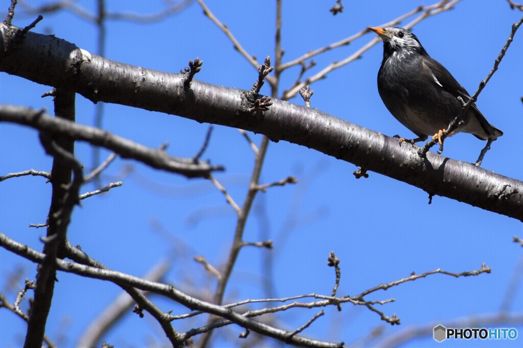 「椋鳥」