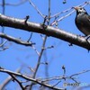 「椋鳥」