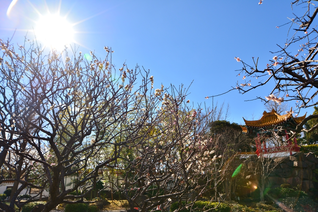 A garden is bathing in the sun