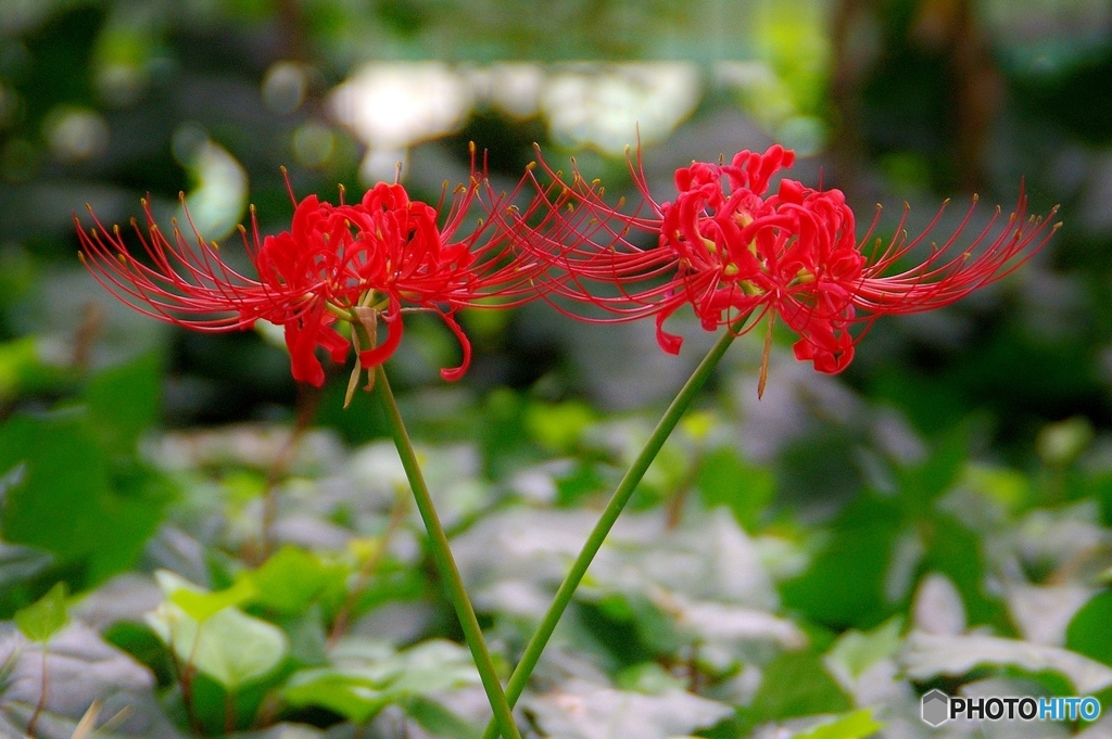 Lycoris radiate Herb