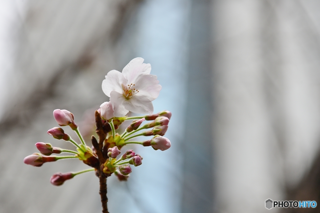 sakura・・・saku!