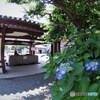 紫陽花と・・・