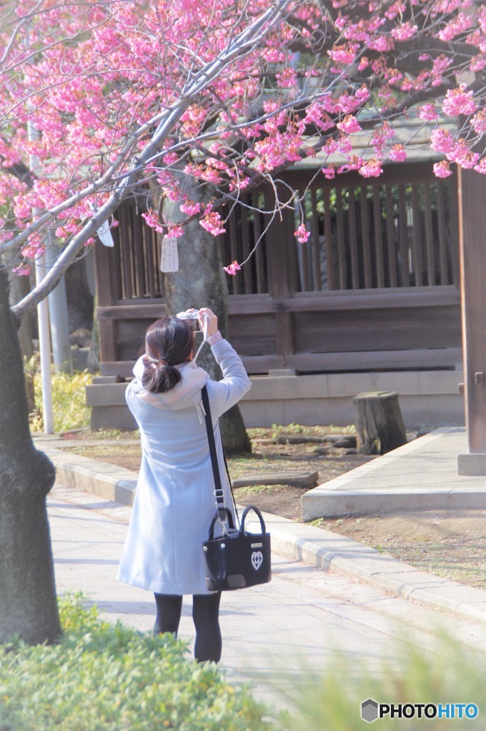 東京お写んぽ・・・荏原神社でさくら満開！