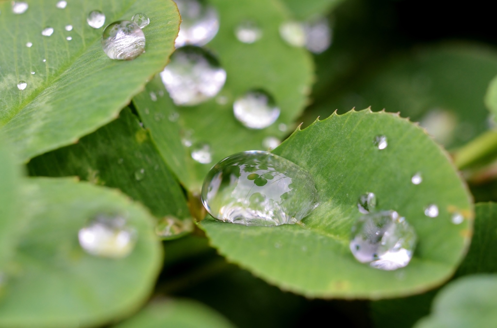 ”Clover of the honewort”