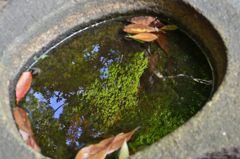 水面もみじ
