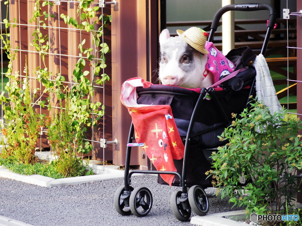 本日のちょめちょめ！