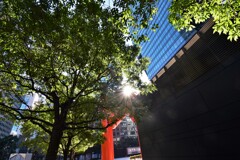 冬の木漏れ日