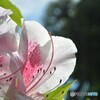 『節度』『慎み』
