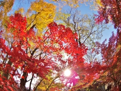 師走の紅葉