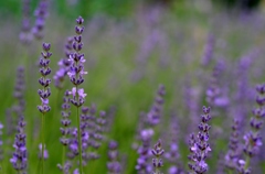 ”Purple herb”