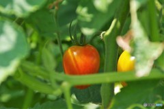真夏の中のトマト