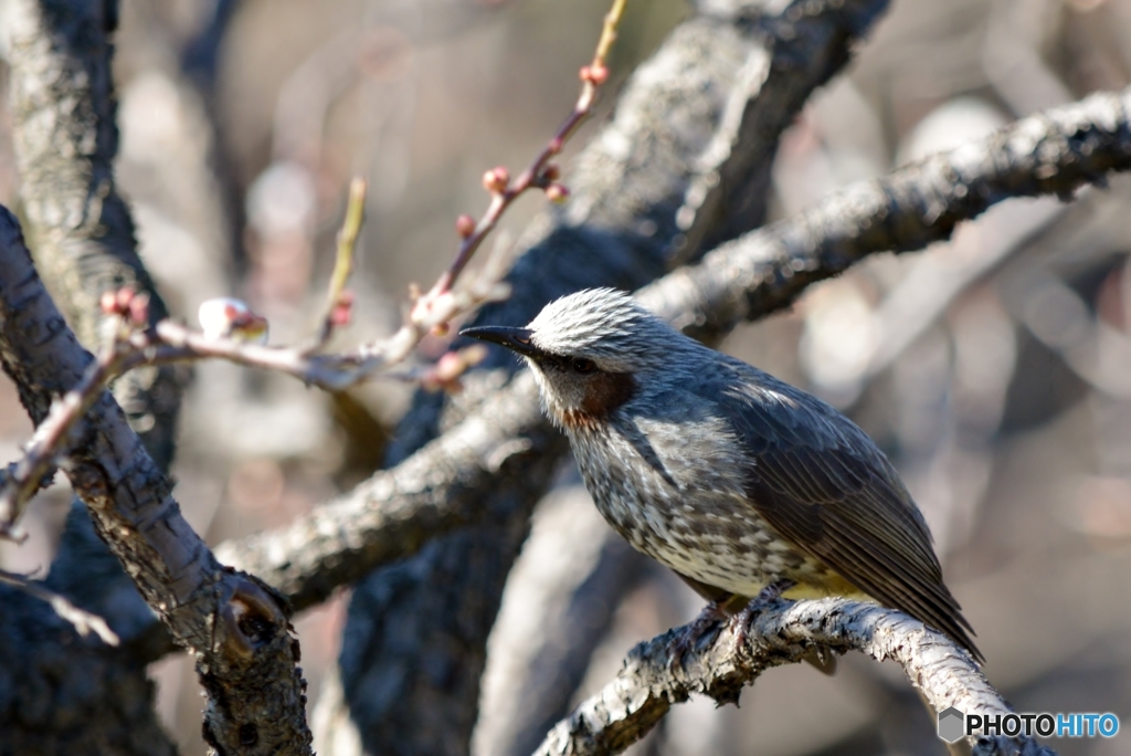 うめにうぐいす・・・じゃないよ！