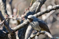 うめにうぐいす・・・じゃないよ! うめにうぐいす・・・じゃないよ!