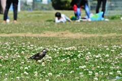 海浜公園・・・寝転がる