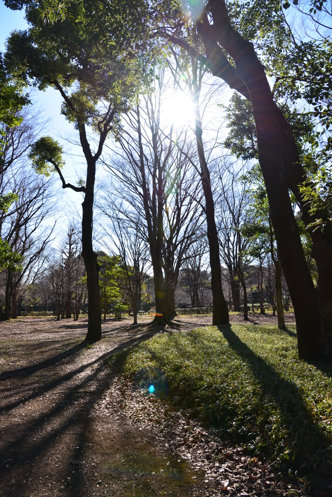 冬の太陽の散歩道