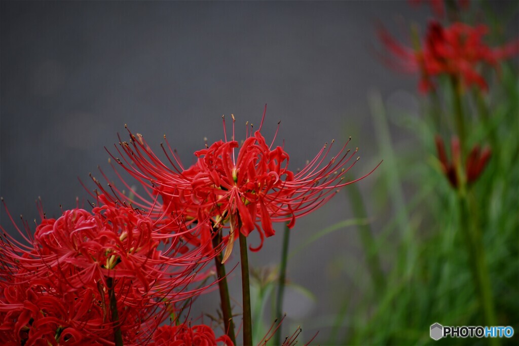 ・・・お彼岸の花