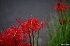 ・・・お彼岸の花