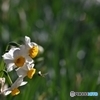 春の花