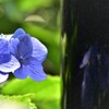 紫陽花と黒い碑