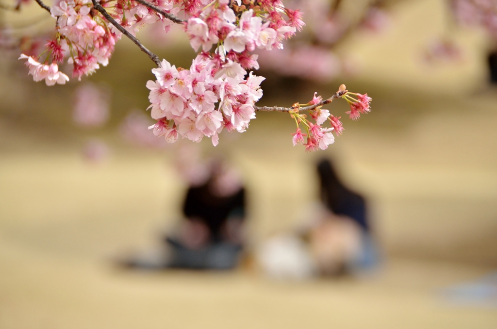 桜の木の下で