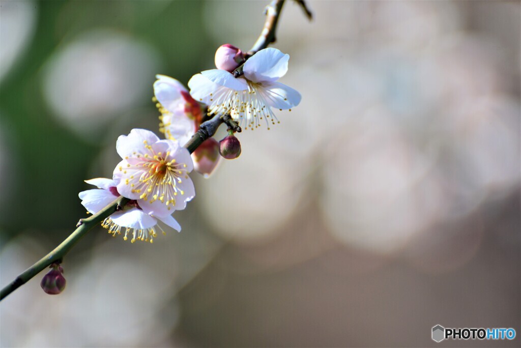 大師公園の梅