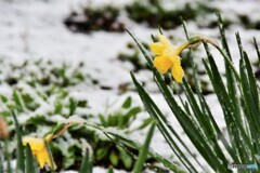 雪中花・・・。