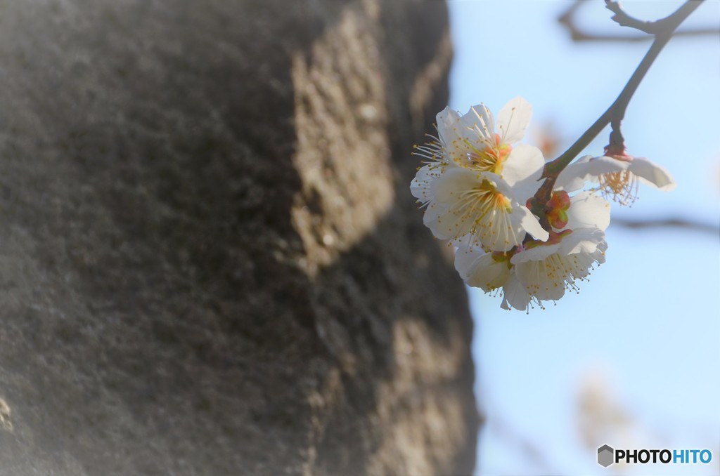 ume
