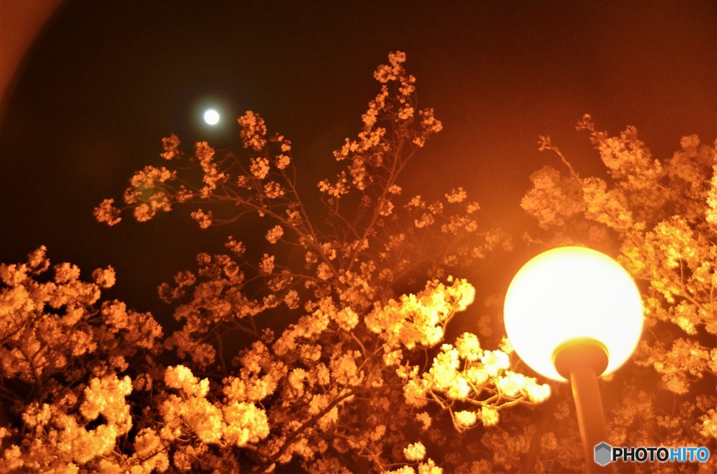 月夜桜