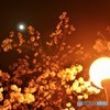 月夜桜
