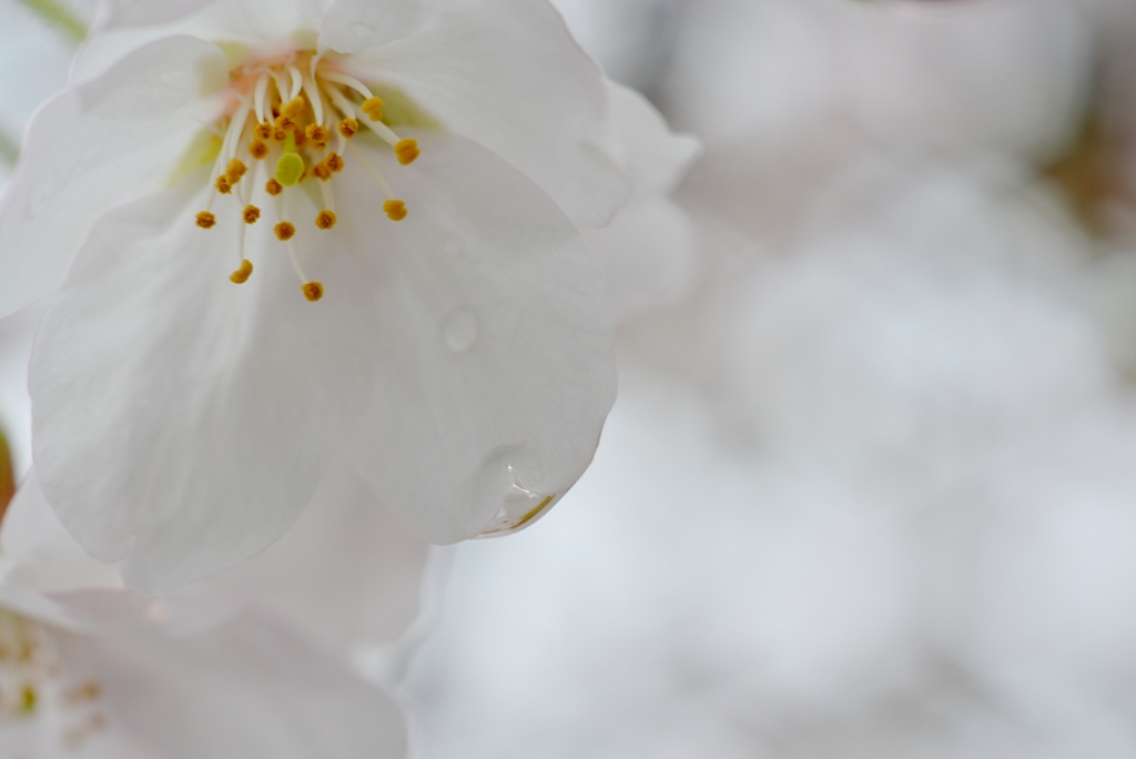 春の雫