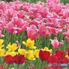 Tulipa